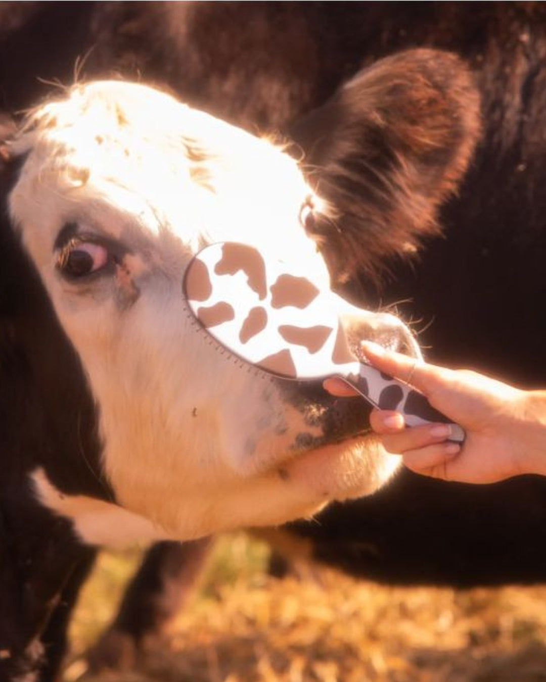 Yeehaw Detangle Brush